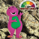 BARNEY EXOTIC STRAIN