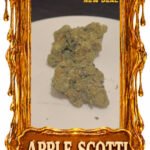 Apple Scotti - Top Shelf strain - Chicago Cannabis delivery service